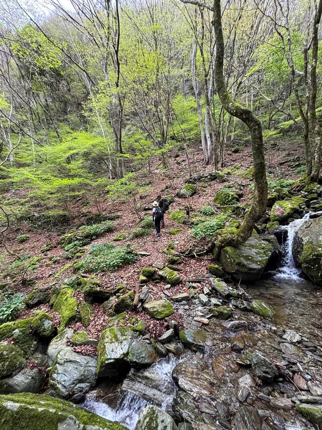 渡渉した先はハシリドコロの群生地✨✨
ここまで登ってくるまでに１つ見つけてははしゃいで撮影してたのに　こんないっぱい😅
足元は全てハシリドコロさんです✨✨