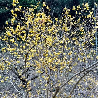 蝋梅があまい香を漂わせてお出迎え✨