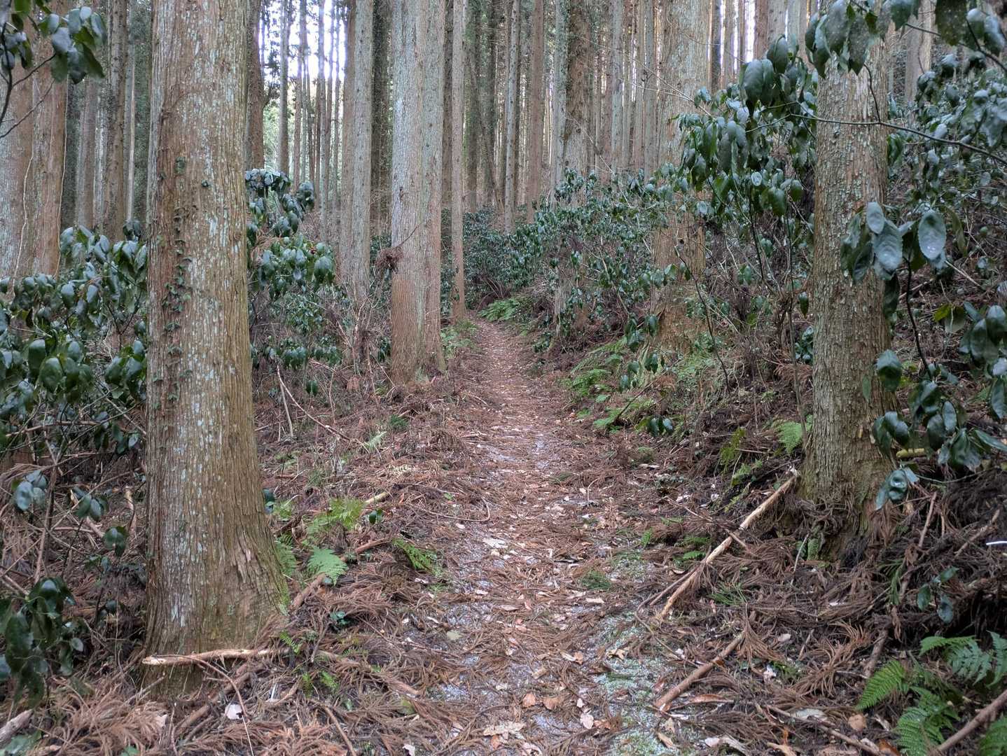 仏具山登山道入口-五社神社-仏具山 往復コースの写真