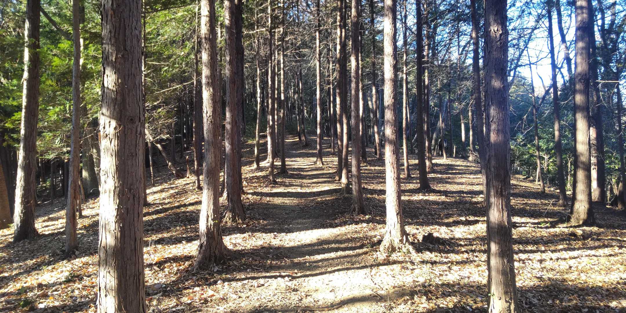 こんな樹林帯が山頂付近まで続く