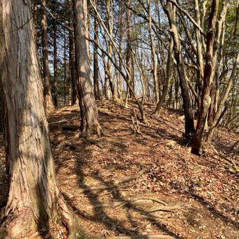東ノ山から半時間程で西ノ山山頂に着きました。