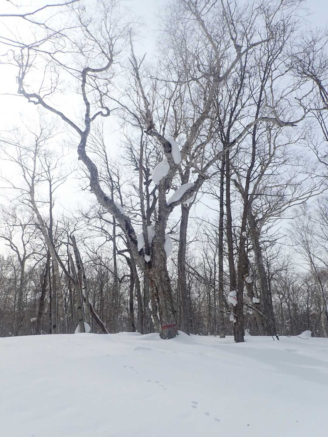 月見山山頂の🌲、そばにピンテ