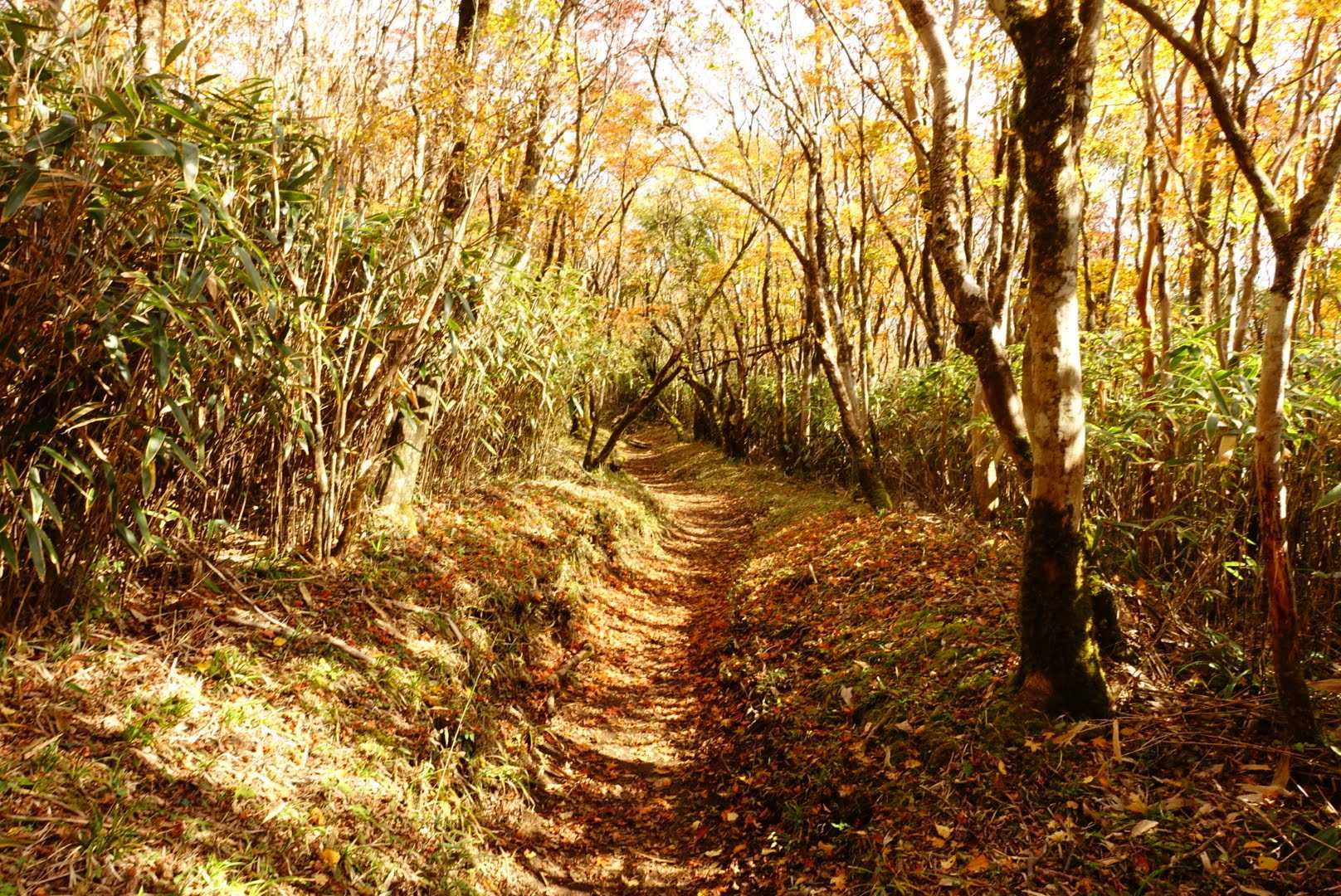 金時登山口バス停-金時山登山口-金時山-長尾山-乙女峠-姥 縦走コースの写真