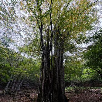 シンボルツリー🌲