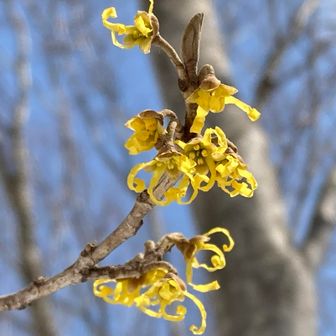 木で撮影しても何撮ってるかわからないんだよな