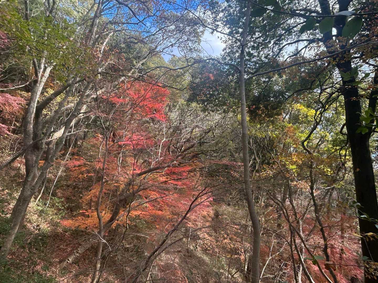 再度山荘へ下っていくと　晩秋の味わい
今年の秋も短かったですね
冬至が昨日　高校駅伝もこの時期の風物詩になりました
よく比叡山を歩き　高校駅伝のヘリ🚁が飛んでいたのが思い出されます
