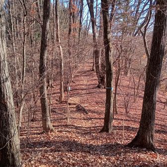 ふかふかの落ち葉と土で歩きやすい