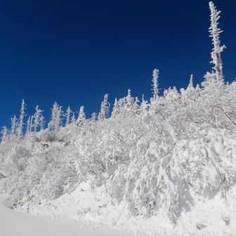 エコーラインから見上げた風景