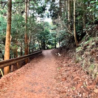 駐車場から登山口までは林道を歩きます