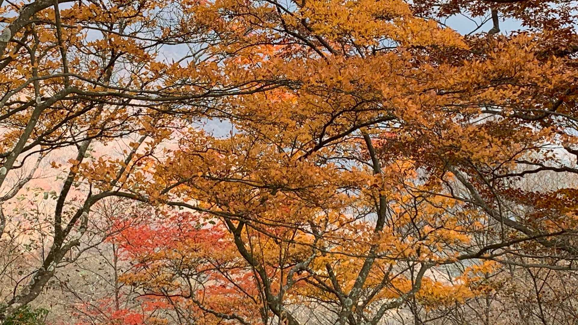 天王寺峠-モチゴヤノ頭-丹沢山 周回コースの写真