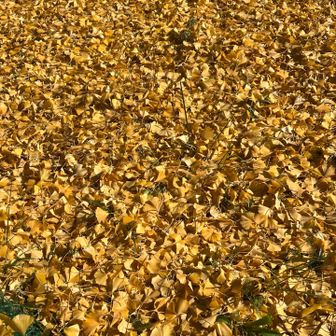 イチョウの絨毯