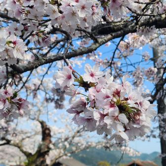 下の神社の桜🌸も見頃です😌💓