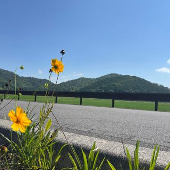 🌼