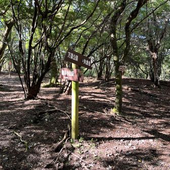 分岐

ここの少し手前で矢倉岳から下山されてきた3人組のハイカーさんと少し会話をかわしました

矢倉岳往復で2.5時間ほど

いつも行ってみたいと思いつつ
私の足の速さでは下山する頃には日が暮れてしまうので
今回もパスです

矢倉岳は富士箱根トレイルとは別で行かないと私にはムリですな
