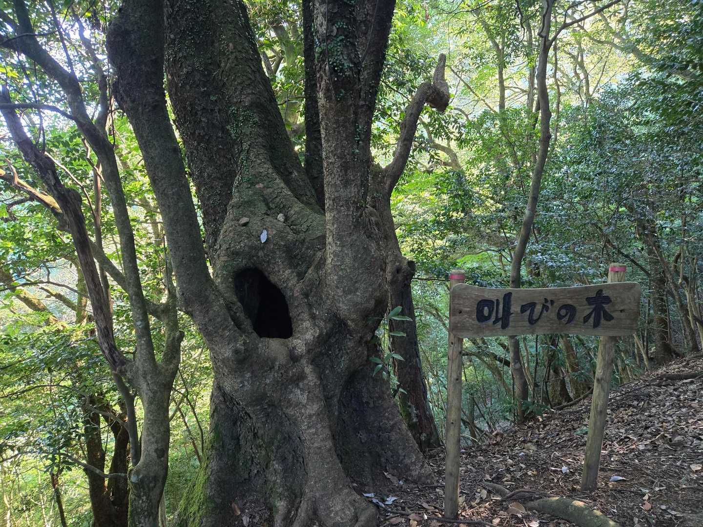 おー、なるほど😲