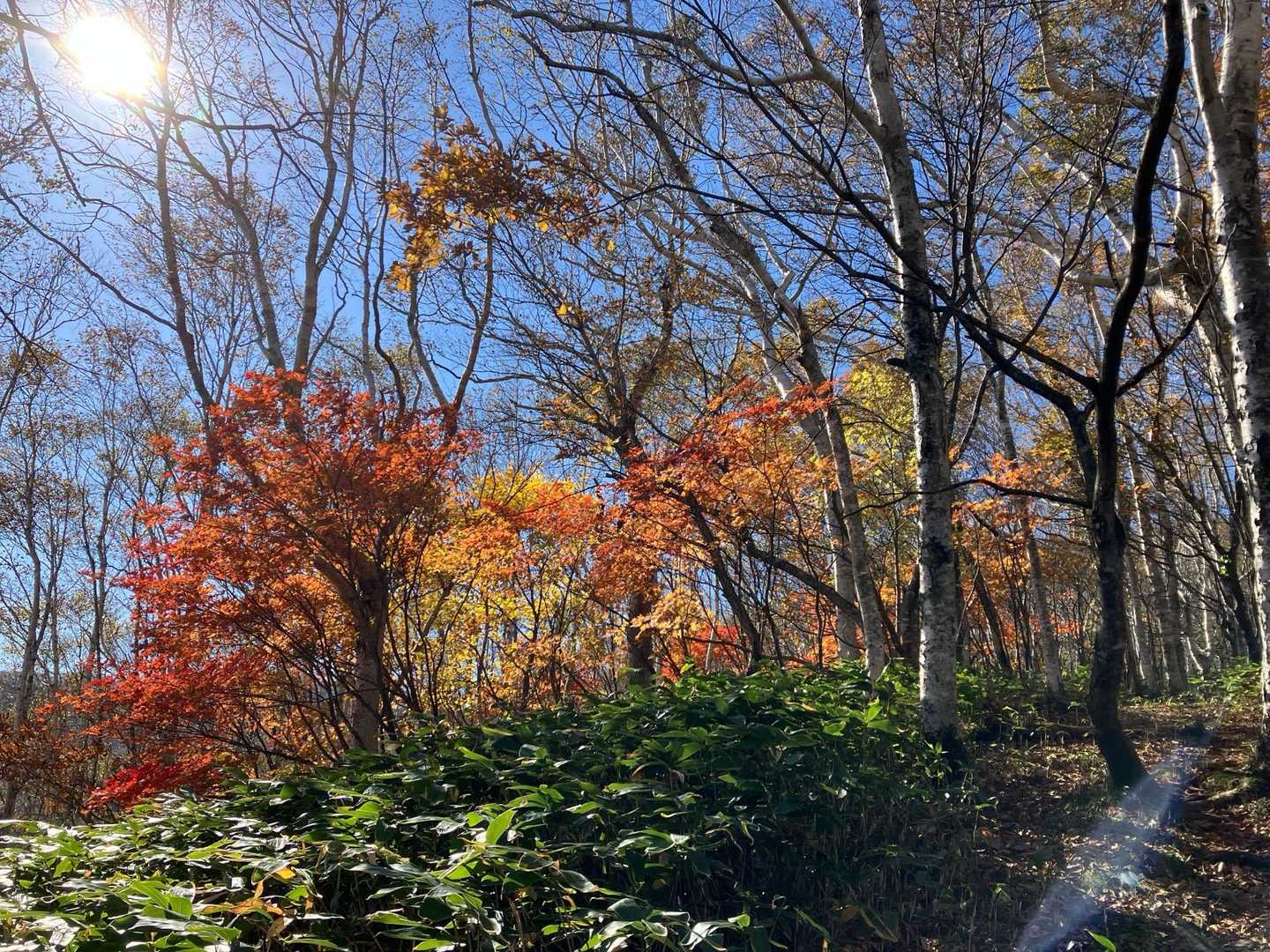 ちなみにマツケンサンバのⅠとⅢも聞いてみましたが全く聞いた事ない曲でした🤣　
🍁✨きれいです🥰