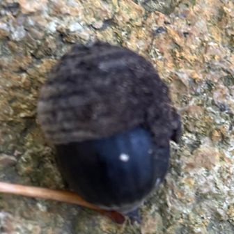 りょうが君が見つけた真っ黒のどんぐり。
めちゃ可愛い。丹波の黒枝豆ならぬ
丹波の黒どんぐり