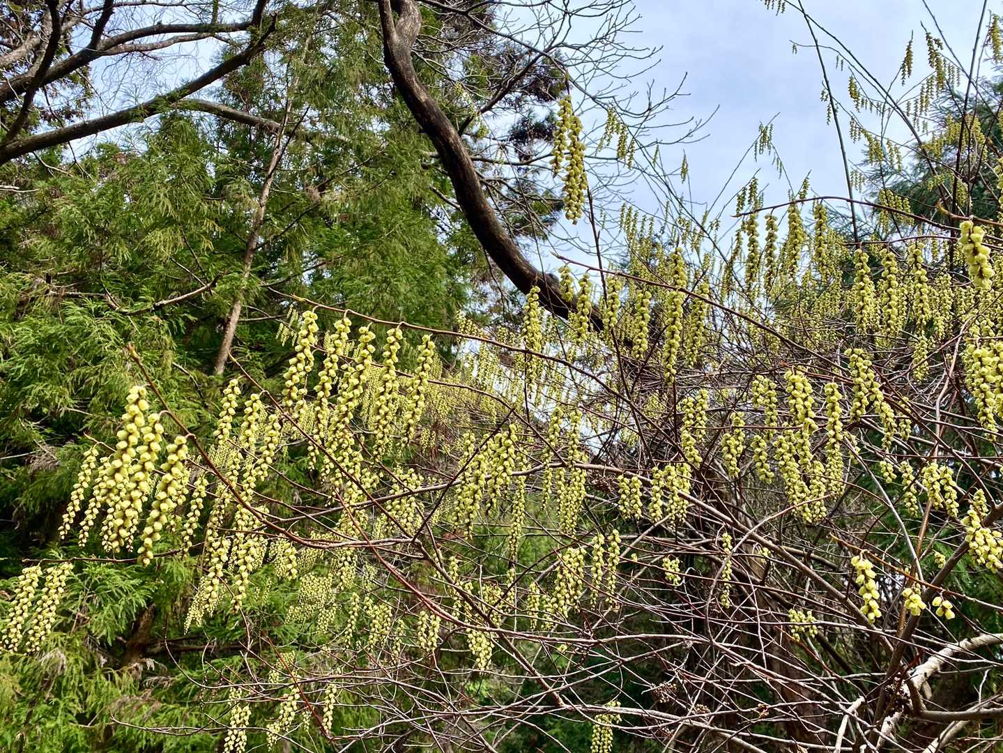キブシの花が満開！
花かんざしにも見えますね。