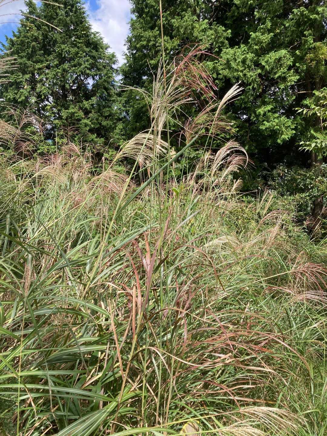 金辺峠-茶臼山-新城 往復コースの写真