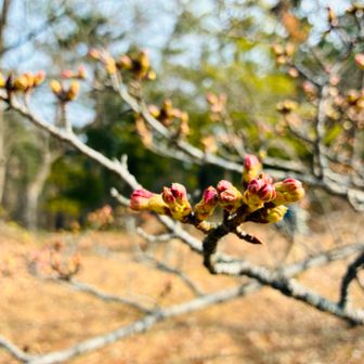 桜🌸もまもなく