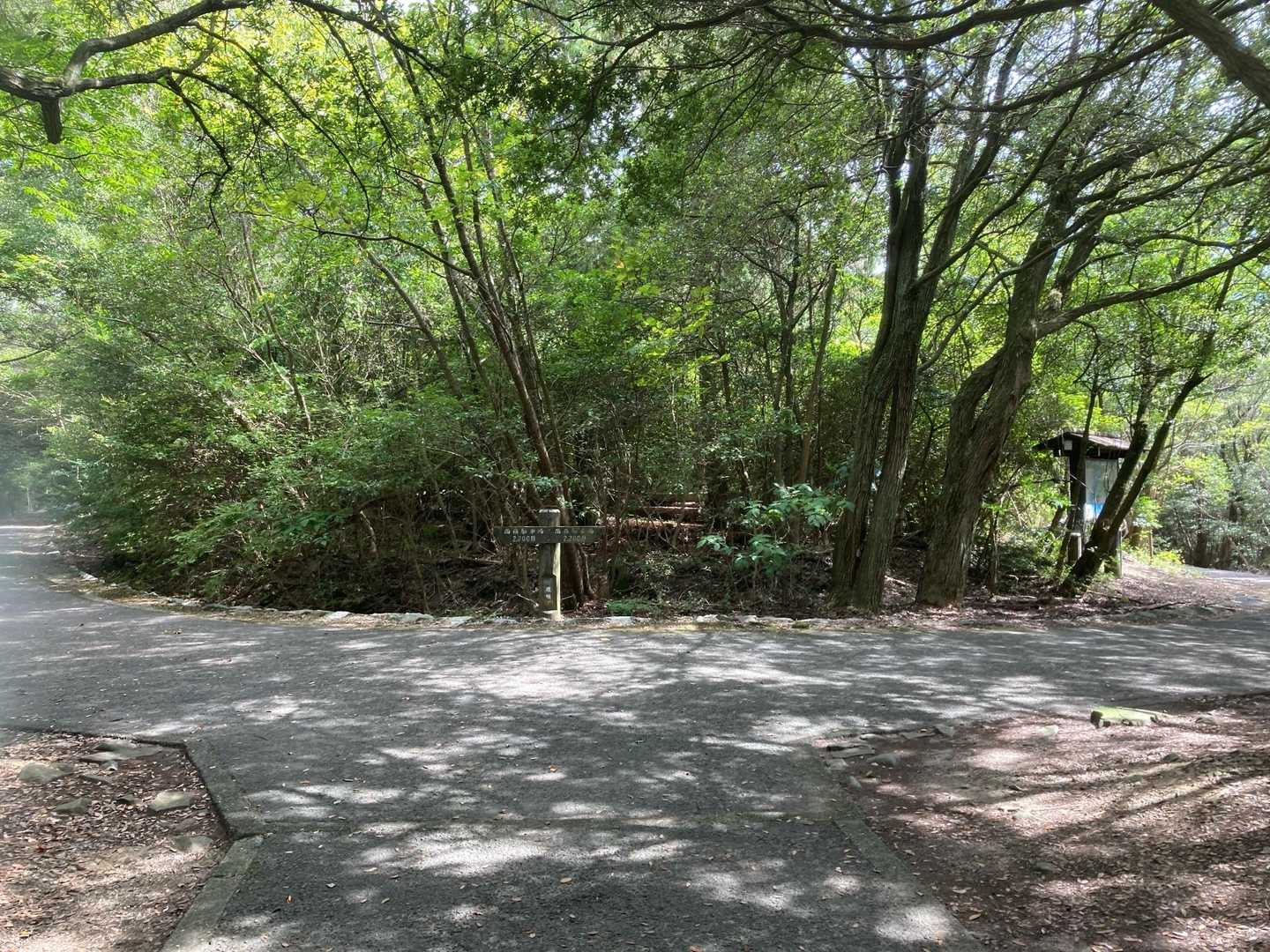 戻ります。展望台すぎて左右の分かれ道。
あっちで繋がる。
この中央の森？薮？の中に🍄たくさん出ます。
の予定。
