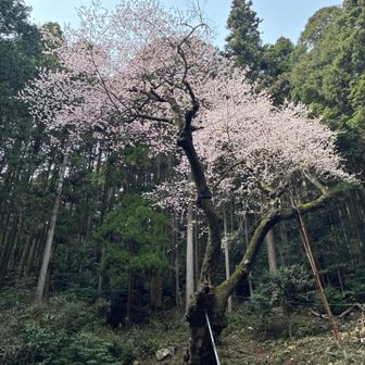 今日は沢山のお花を見れました🌸
トニーさんアテンドありがとうございました😊山話楽しかったです✨️