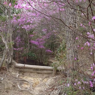 コバノミツバツツジが迎えてくれる。