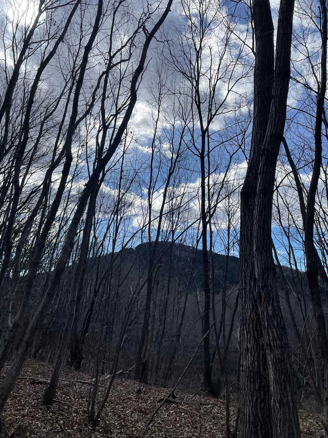 宝登山が姿を現しました！