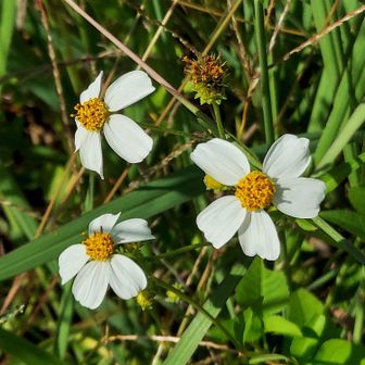 オオバナノセンダングサ。この花はよく見かけた☺️