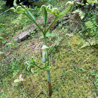 白いマムシ草？