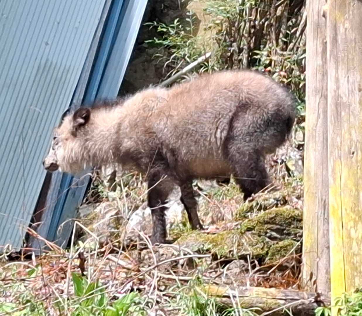 まさかのニホンカモシカ
