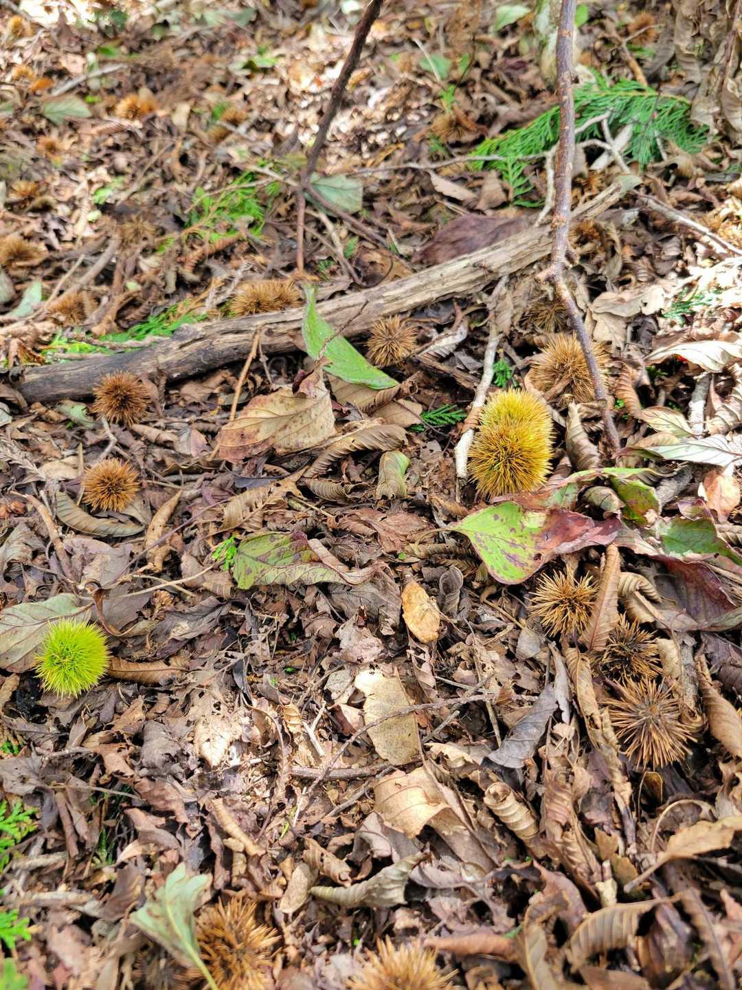下山時🌰がいっぱい