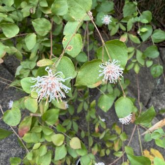 今度は コウヤボウキ ( 高野箒 ) ❗️

これもここでみるのは 初めてです🤩
なんだか得した気分～🤭💓