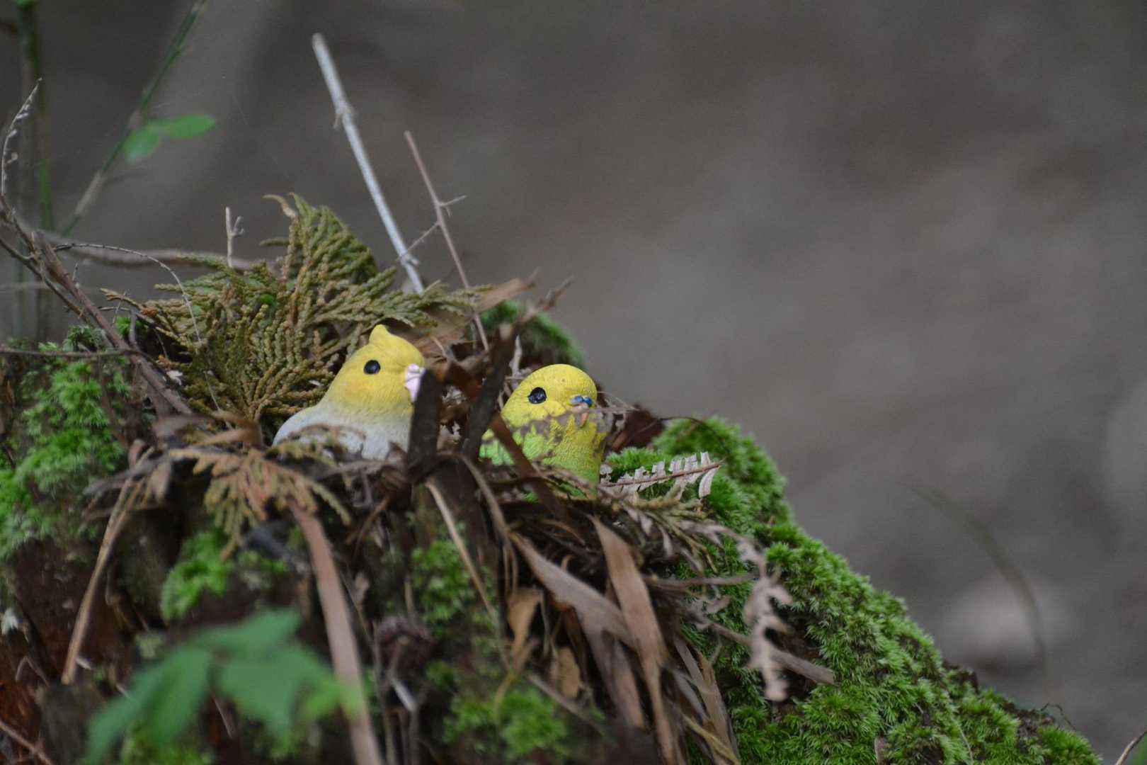 あ〜！
どこにいるのか分からなかった🐦さん達。
やっと見つけたー!
ここにおったんやー😆