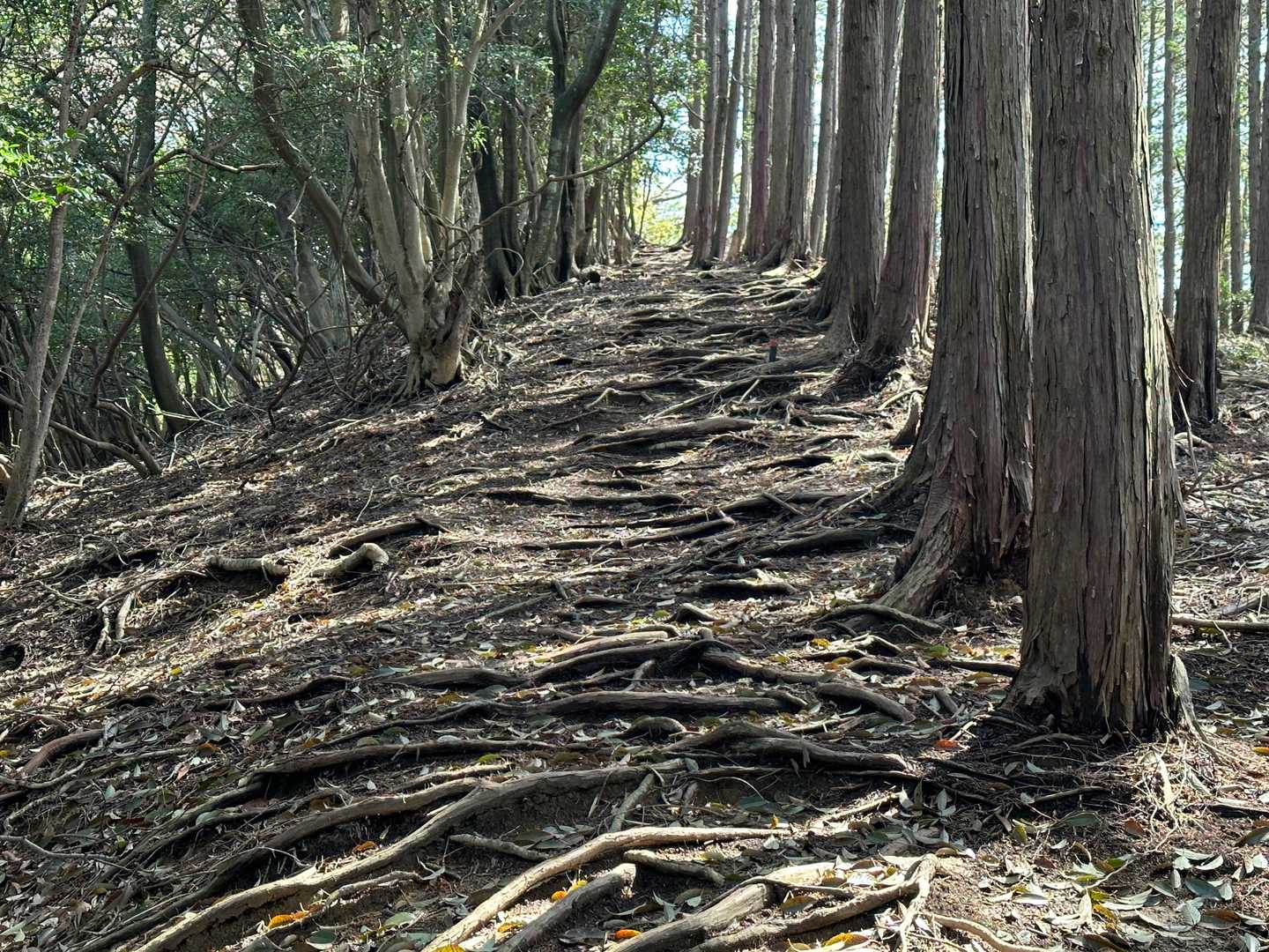 首羅山山頂への尾根道
スギの木と根の回廊