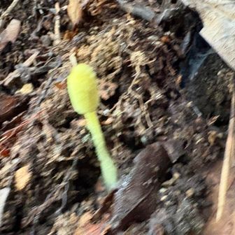 幸福なキノコが2本、生えてました😊👌

見つけたから、ラッキーとでも思っておきます。😅