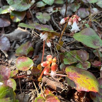 イワカガミ　まだここだけしか咲いてない。