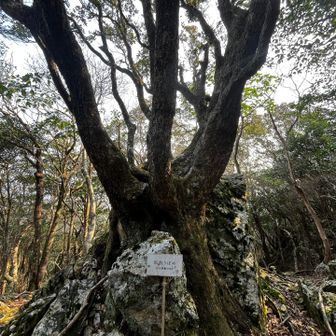 臥龍うばめ
ウバメガシは岩を抱いて生えてる事多い