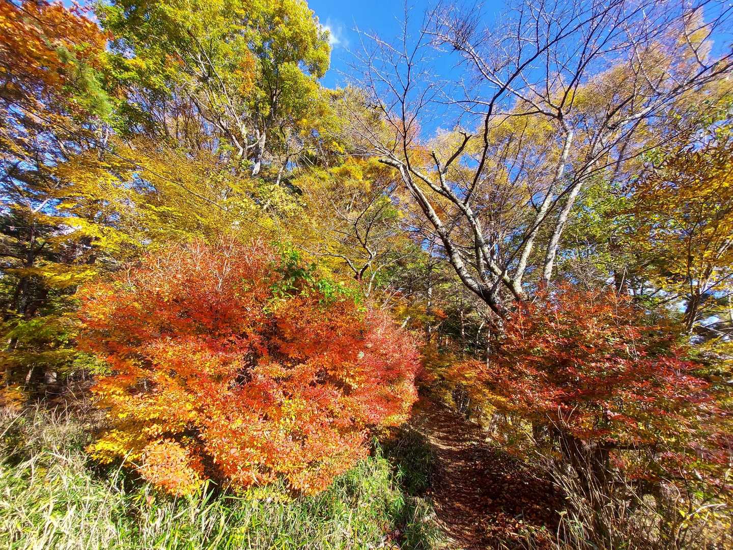 ここはドウダンの紅葉がちょうど見ごろ