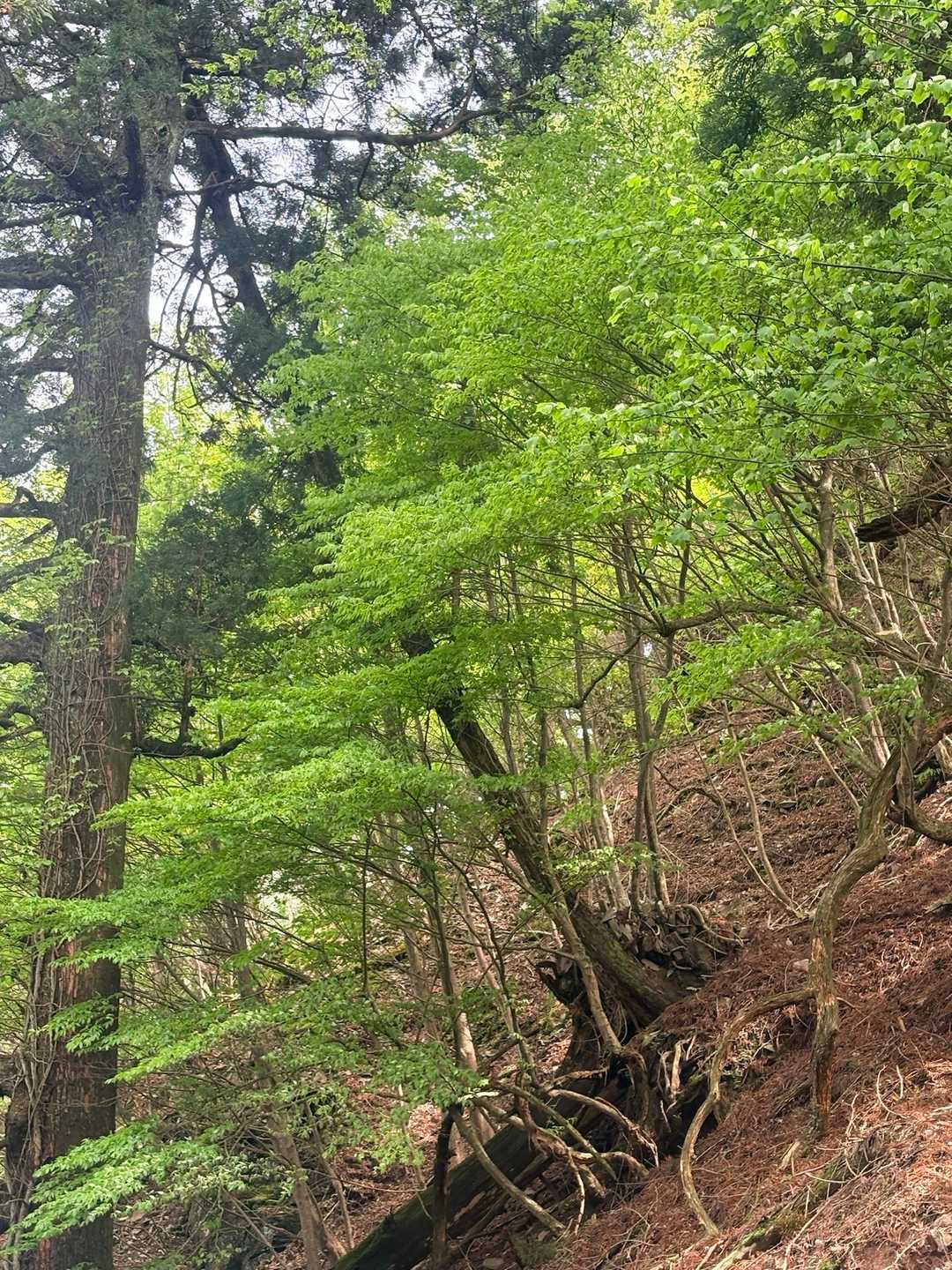 別所登山口-奉幣殿-英彦山 周回コースの写真