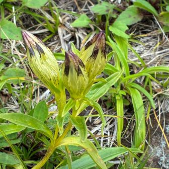 トウヤクリンドウ。もうすぐ咲くかな。