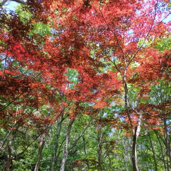 紅葉みたい🍁
