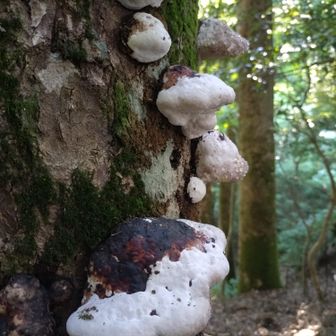 🍄