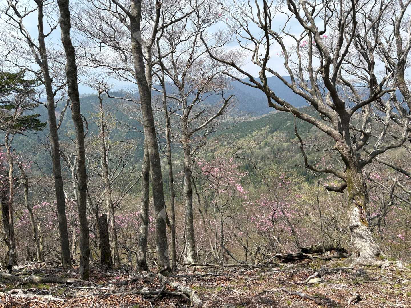 宇土内谷登山口-大崩山 往復コースの写真