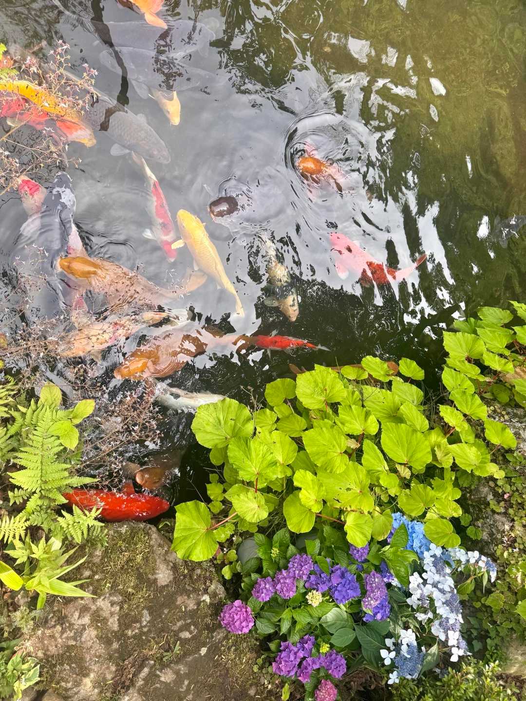 忠一さんちの池です
