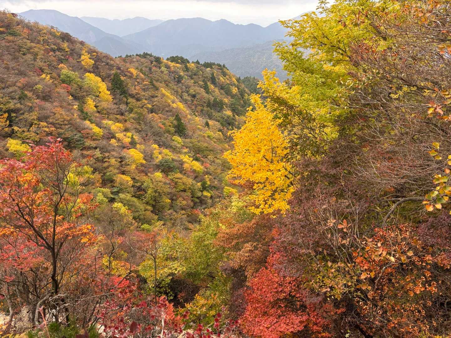 わぁーーーーーー🍁🍁🍁