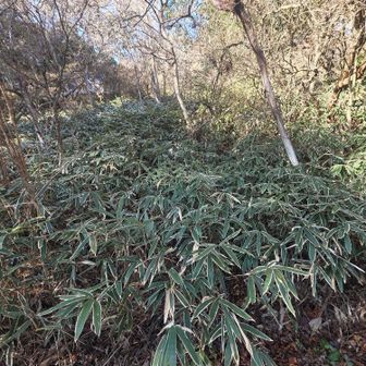 西おたふく山のピークへはここから上がるようです。
藪をかき分けて行く気になれずやめました^^;