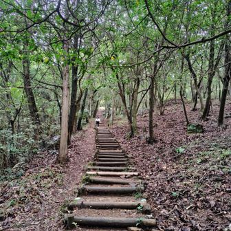 「ちょっと頑張ってみる！
山頂で待っとくわ」
と言い残し
あっという間に見えなくなりました