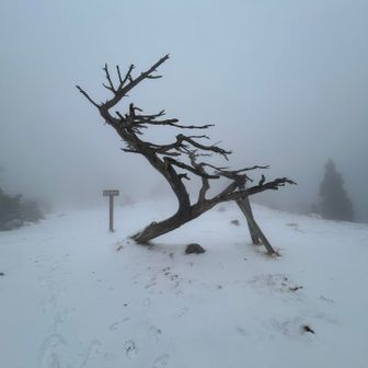 北比良峠のオブジェ❄️モノクロ