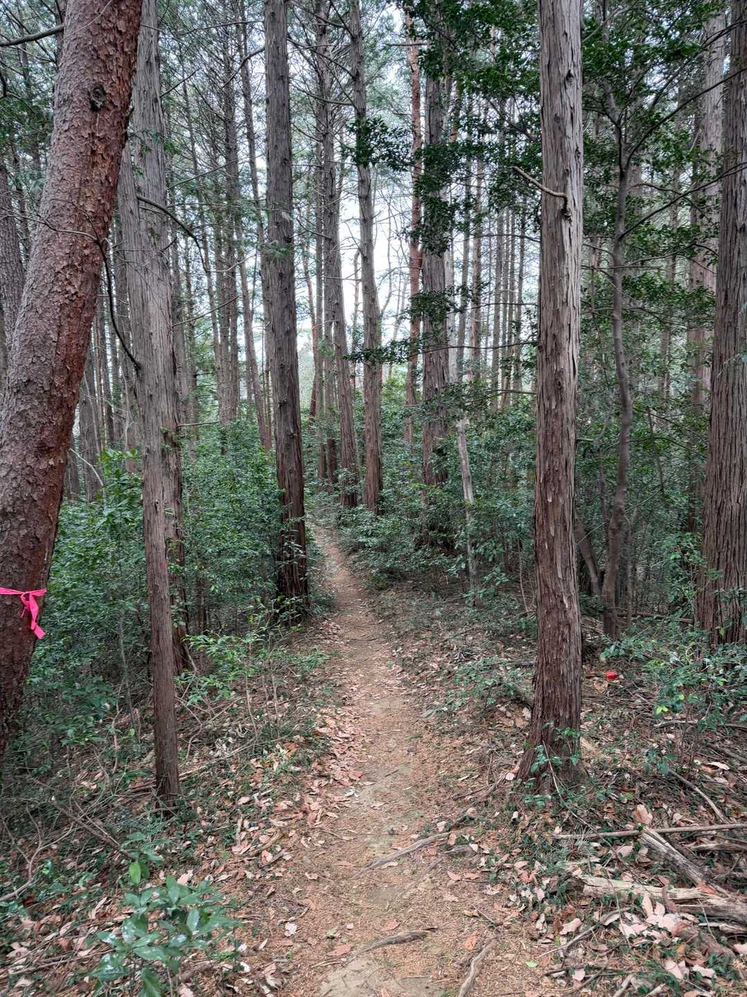 仙元山遊歩道入口-仙元山-城山-大日山-物見山-仙元山遊歩 周回コースの写真